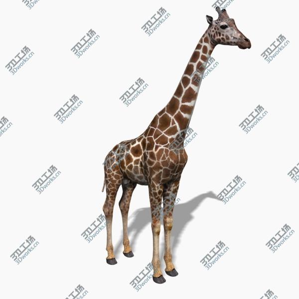 images/goods_img/202105072/Photoreal HD Giraffe/2.jpg